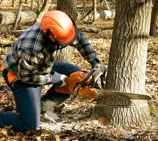 Tree Removal in Harbert, MI